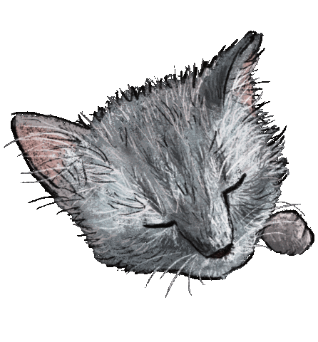Cat Sticker