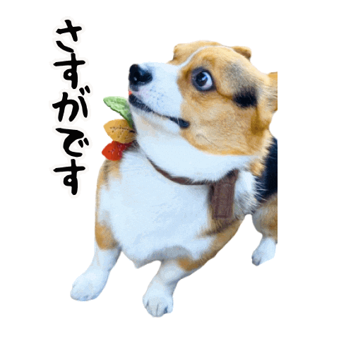 Corgi Milo Sticker
