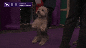 Dogs GIF by Westminster Kennel Club