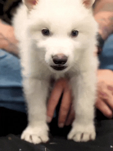 Wolf Yes GIF by Colossal