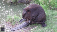 Chubby Beaver Performs Beauty Ritual in Saskatchewan