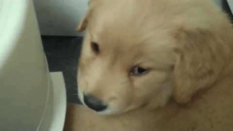 puppy fail GIF