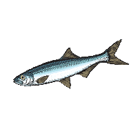 Poisson Sticker by Pecheur.com