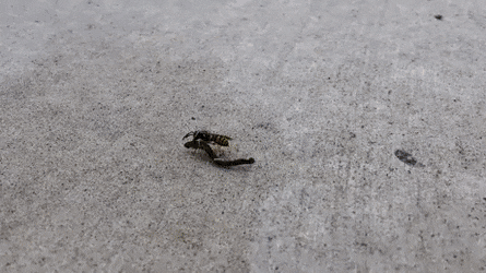 giffunme giphyupload GIF