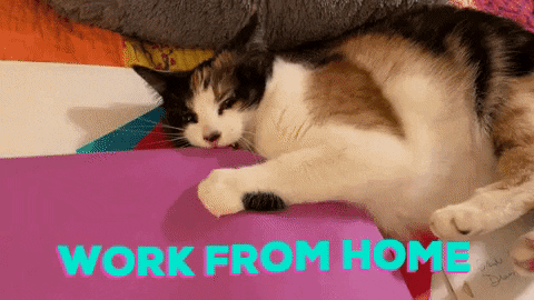 Work From Home Cat GIF by chuber channel