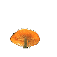 Mushroom Lifeway Vbs Sticker by Olivia Waugh