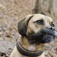 dietrichfilm dog nature surprise pug GIF
