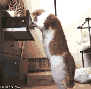 cats drawers GIF by Cheezburger