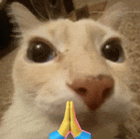 Cat Please GIF