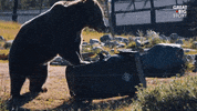 come on wtf GIF by Great Big Story