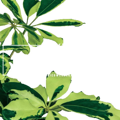 KwekerijMostert kmn mostert kwekerij nieuwerkerk Sticker