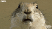 chat gossip GIF by BBC