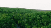 michigan GIF