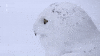 Awkward Snowy Owl GIF by ARTE