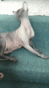 Hairless Cat Kitty GIF by Tony Papesh