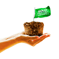 sulgesso solo sulgesso sulfacal Sticker