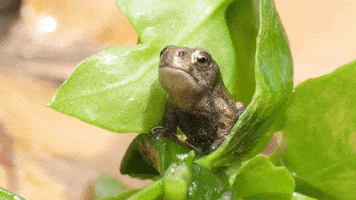 Sex Frog