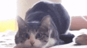 ROOTSPORTS_NW cat wiggle shaq mariners GIF