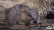 Cute Animals Beaver GIF by PBS