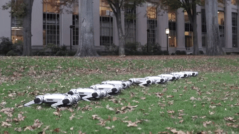 Minicheetahs GIF by MIT