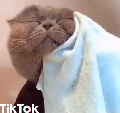 cat aww GIF by TikTok