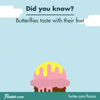 ice cream butterfly GIF by Ficazo