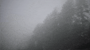 uviccampuslife forest mystery raven crow GIF