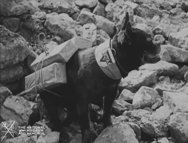 NationalWWIMuseum giphyupload black and white dogs military GIF