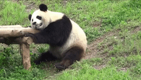 Thirsty Panda Struggles to Move After Too Much Water
