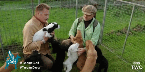 bbc giphyupload puppy bbc puppies GIF