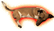 Happy Sausage Dog Sticker by ladypat