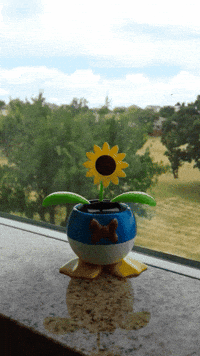 dance sunflower GIF