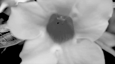 Art Film GIF by jorgemariozuleta