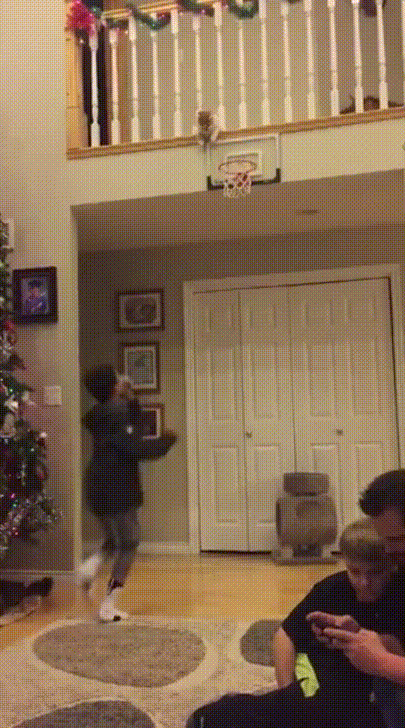 cat basket GIF