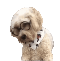 whenninametellie dog puppy smart cockapoo Sticker