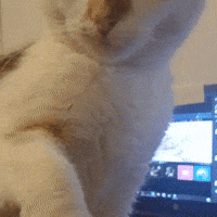 Funny Cat Gato Enojado GIF