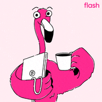 flashapp cafe flash flamingo mingo GIF