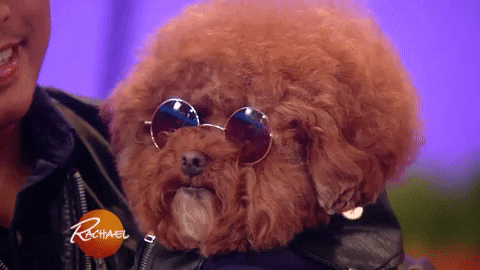 Dog Dress Up GIF by Rachael Ray Show