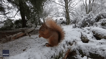 Red Squirrel Nibbles on Snack Against Snowy Backdrop in Scottish Highlands