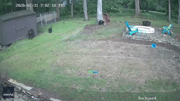 Stay Away From My Kids! Momma Bear Not Taking Any Chances With Wiener Dogs in Backyard Face-Off