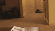 raccoon rolling GIF