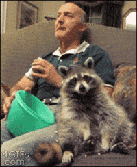 raccoon GIF
