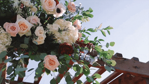 simplyivoryvideography giphyupload GIF