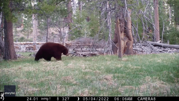 That's the Spot: Bear Finds Just the Right Tree to Scratch Itch