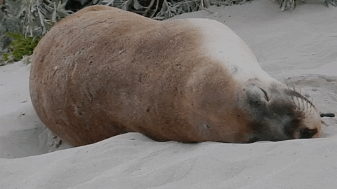 jocelynbatulan giphyupload monday sleepy lazy GIF