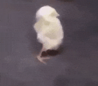 Bird Lol GIF by JustViral