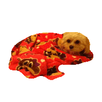 Puppy Puppies Sticker by imoji