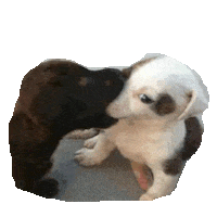 puppies STICKER by imoji