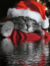 Merry Christmas Cat GIF
