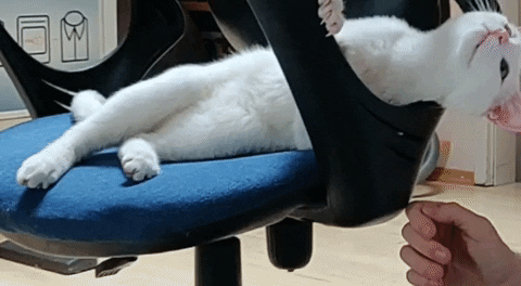 Albin_the_Deaf_Cat cat cuddle cat cuddle cat pet GIF